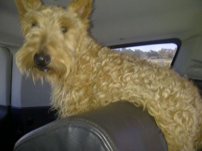 wheaten scottish terrier puppies for sale wheaten scottish terriers scotties for sale west rand dogs and puppies wheaten scottish terrier puppies for sale wheaten scottish terriers scotties for sale west rand dogs and puppies